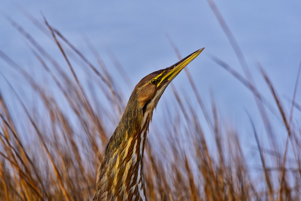 Nature In Class M By Gail Wysocki For American Bittern JAN-2019.jpg